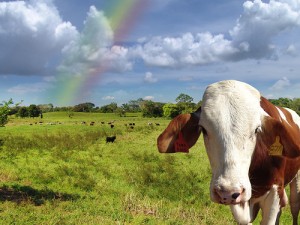 There are many websites to find your local grass fed farms  Here is a popular cite many use: http://www.eatwild.com/PRODUCTS/index.html  Image found at: http://www.awakentheabswithin.com/grass-fed-beef-benefits/