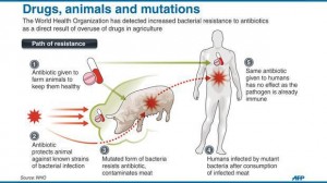 (http://hungrynews.org/2012/12/19/antibiotic-resistant-bacteria-transferred-in-meat/)